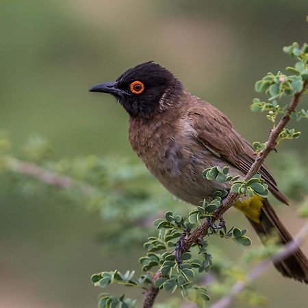 Auas Safari Lodge Windhoek Exteriér fotografie