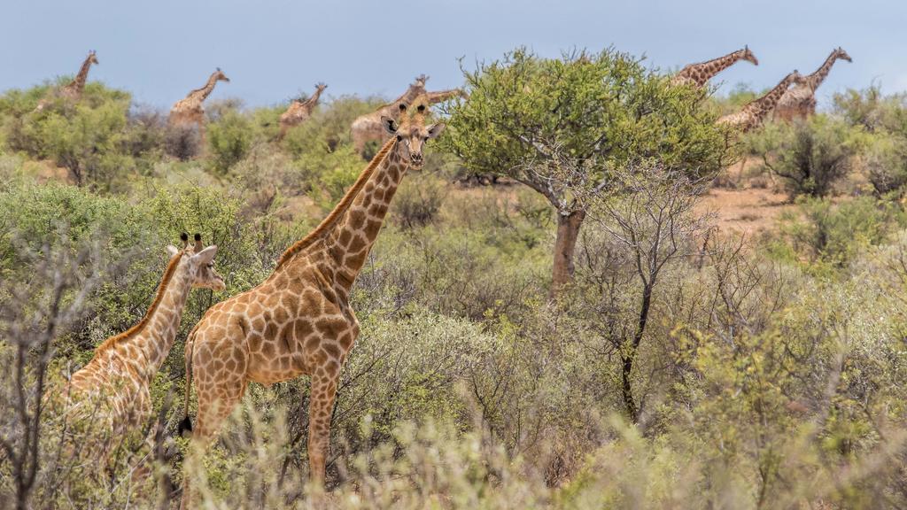 Auas Safari Lodge Windhoek Exteriér fotografie