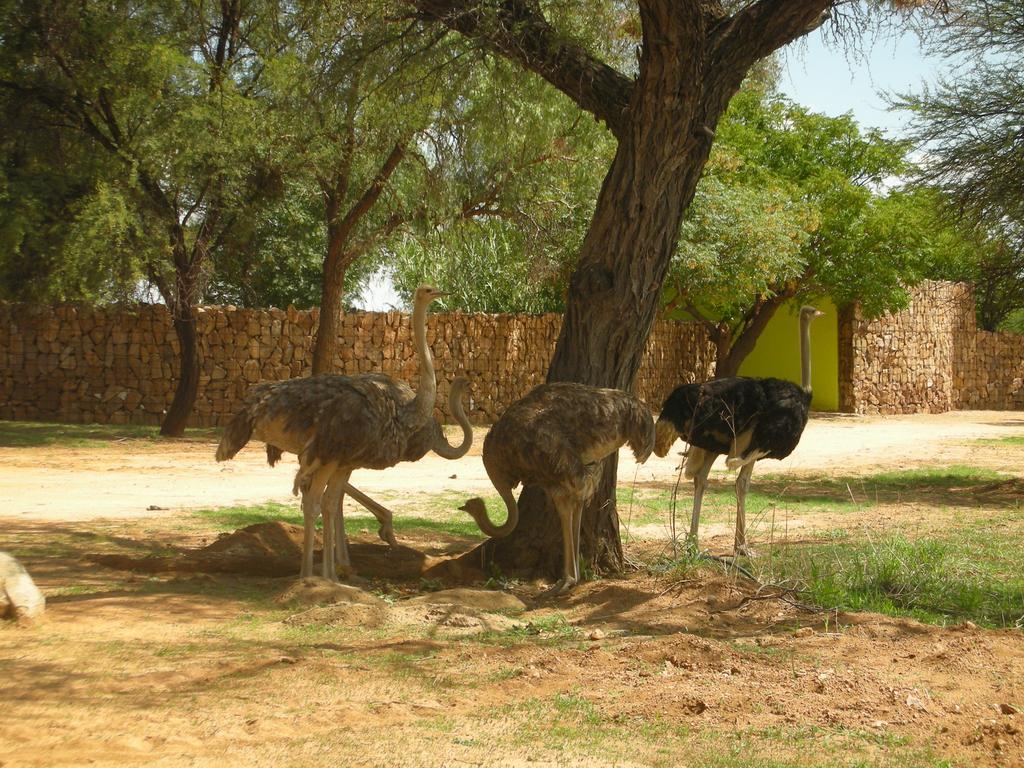Auas Safari Lodge Windhoek Exteriér fotografie